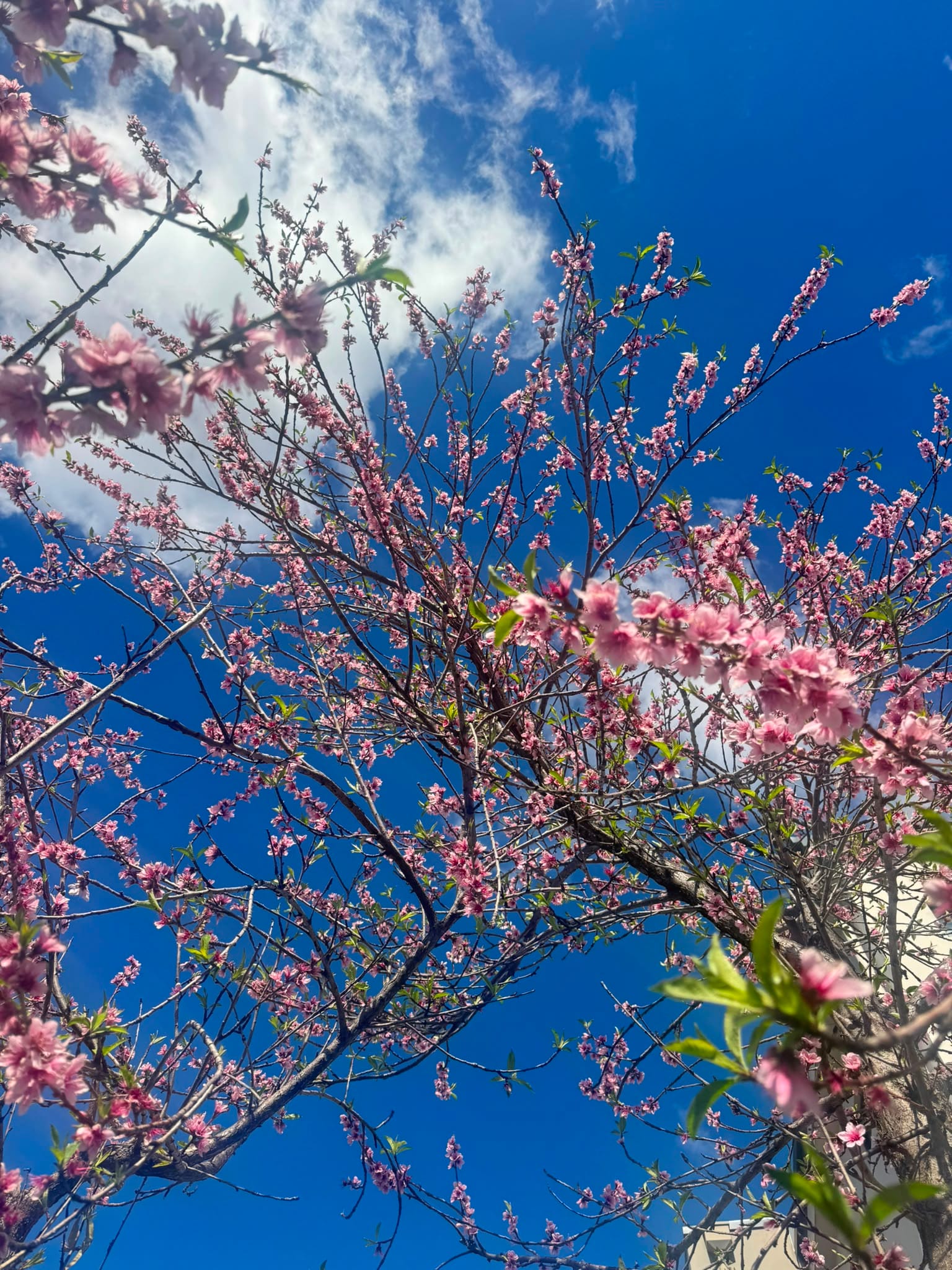 Pink blossom against a blue sky in the garden at Connections WA